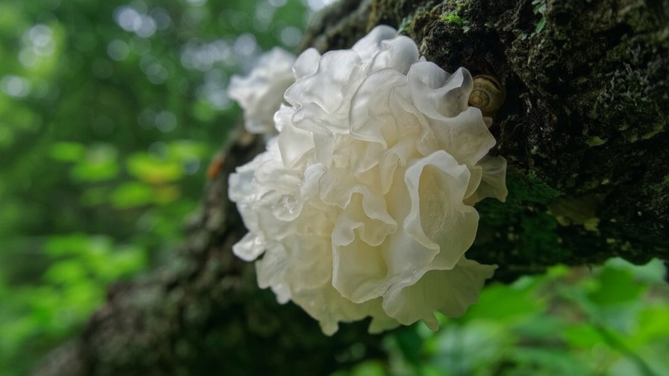 Tremella: The Hydrating Mushroom Redefining Modern Formulation